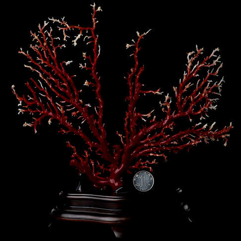 阿卡牛血红珊瑚树枝摆件--红珊瑚-阿卡-B101519C08004
