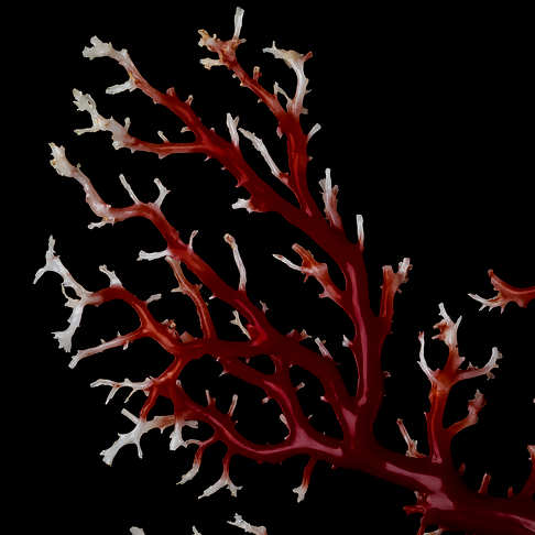 阿卡牛血红珊瑚树枝摆件--红珊瑚-阿卡-B101519C08004