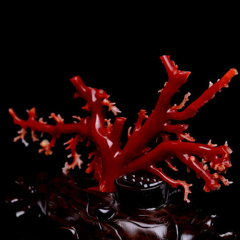 阿卡牛血红珊瑚原枝摆件--红珊瑚-阿卡-B10B517K29003