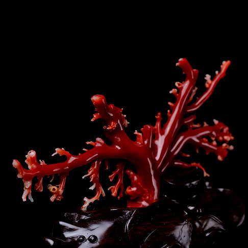 阿卡牛血红珊瑚原枝摆件--红珊瑚-阿卡-B10B517K29003