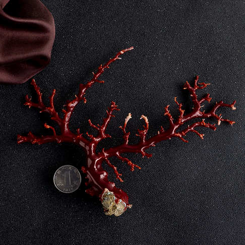阿卡牛血红珊瑚树枝摆件--红珊瑚-阿卡-F10CA22E13001