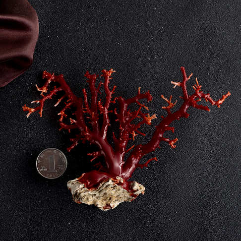 阿卡牛血红珊瑚树枝摆件--红珊瑚-阿卡-F10CA22E13002